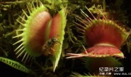  [English subtitles] Three episodes of Kingdom of Plants with David Attenborough HD 720P download