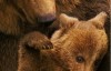  [English subtitles] Animal World Documentary: Alaska Brown Bear (also known as Bear World) (2014) 1 episode Ultra clear 1080P