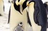  BBC documentary: Penguins: Spy in the Huddle