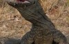  BBC documentary: Kiss of Death Komodo The Deadly Bite