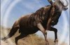  BBC Migration: Trek Spy on the Wildebeest