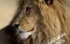  [English Chinese characters] Animal World Documentary: Planet Earth Special Edition - Desert Lion Planet Earth Bonus Desert Lions 1 episode