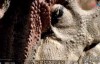  [Chinese characters in English] Animal World Documentary: BBC and Dinosaur Featurette - The Mystery of Allosaurus (Big Al) 1 episode