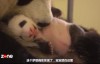  [French Chinese characters] Animal World Documentary - French M6 TV Documentary: Full Record of Panda Baby's Puzzled Birth 1 episode, HD 720P