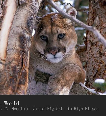  [English] BBC Animal World Documentary - Mountain Lions: Big Cats in High Places (2015)